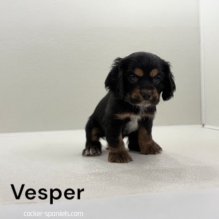 puppy, for, sale, Cocker Spaniel, Joe & Cherri  Overlease, dog, breeder, Miller, MO, dog-breeder, puppy-for-sale, forsale, nearby, find, puppyfind, locator, puppylocator, aca